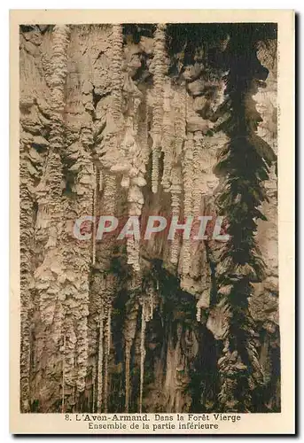 Cartes postales L'Aven Armand Dans la Foret Vierge Ensemble de la partie inferieure