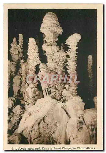 Cartes postales L'Aven Armand Dans la Foret Vierge le Choux fleurs