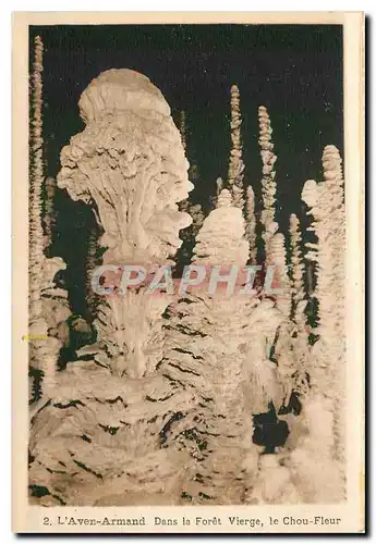 Cartes postales L'Aven Armand Dans la Foret Vierge le Choux fleurs