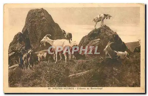 Cartes postales Haute Vosges Chevres au Barrenkopf