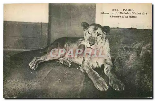 Cartes postales Paris Museum d'Histoire Naturelle Lionne d'Afrique Lion