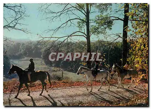 Cartes postales moderne Promenade Equestre en Limousin