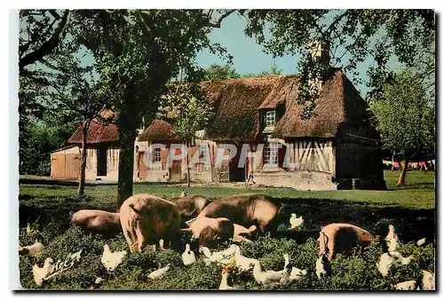 Cartes postales moderne Ferme Normande Cochons Proc Poules