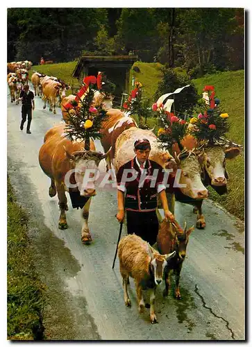 Cartes postales moderne Folklore Suisse Chevre B�ufs