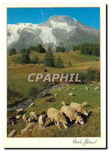 Cartes postales moderne Images de Chez Nous En alpage Moutons