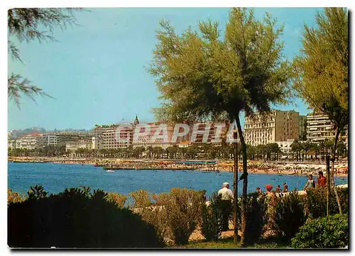 Cartes postales moderne Cannes Une partie de la Croisette vue prise depuis les jardins du Palm Beach