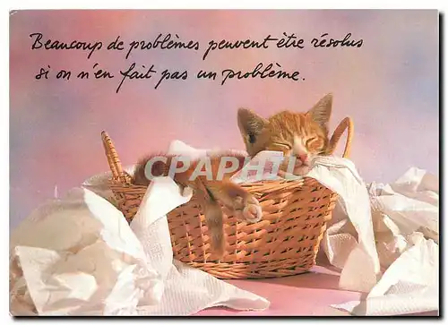 Cartes postales moderne Chats