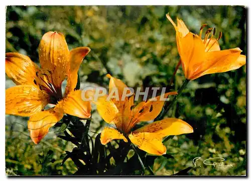 Moderne Karte Fleurs des Alpes Lys Orange