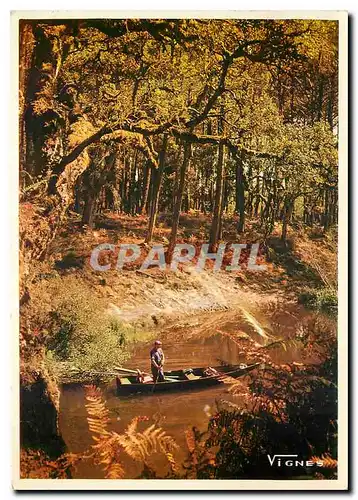 Cartes postales moderne Paysage des Landes Bord de Courant en foret