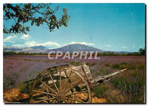 Cartes postales moderne Sous le Beau ciel de Provence Champ de lavande