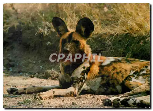 Cartes postales moderne Cape Hunting Dog Hyene Chien