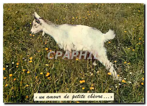 Cartes postales moderne Chevre