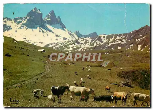 Cartes postales moderne Images de Chez Nous Dans les hauts paturages Vaches