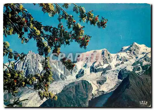 Cartes postales moderne Fleurs et Neiges l'Aiguille du Midi et la Chaine du Mont Blanc