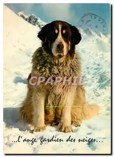 Cartes postales moderne Chien Ange gardien des neiges