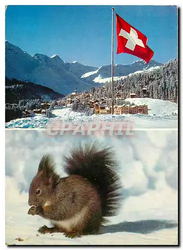 Cartes postales moderne Ecureuil Suisse