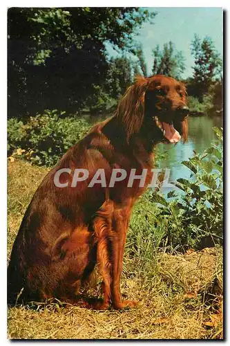 Cartes postales moderne Telemagazine Setter Irlandais Chien