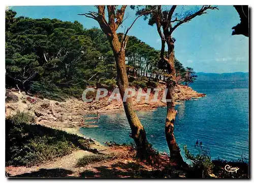 Cartes postales moderne Reflets de la Cote d'Azur Varoise Porquerolles Var La Perle Iles d'Or