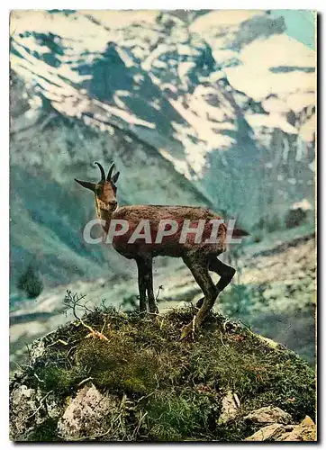 Cartes postales moderne Les Pyrenees l'Izard