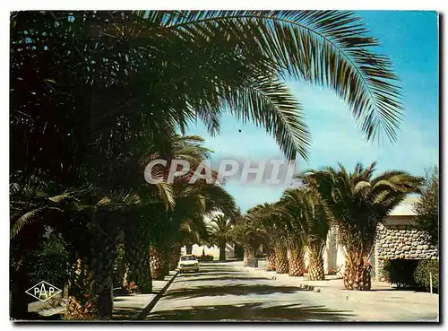 Cartes postales moderne Saint Cyprien l'Avenue des Palmiers