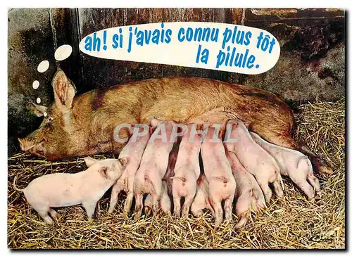 Cartes postales moderne Animaux Humoristiques Une Belee Mere Cochon Porc