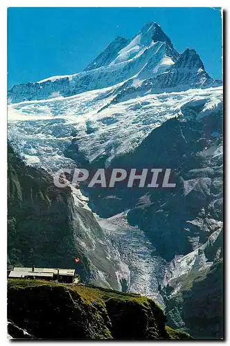 Cartes postales moderne Grindelwald Fisrt Scheckhorn