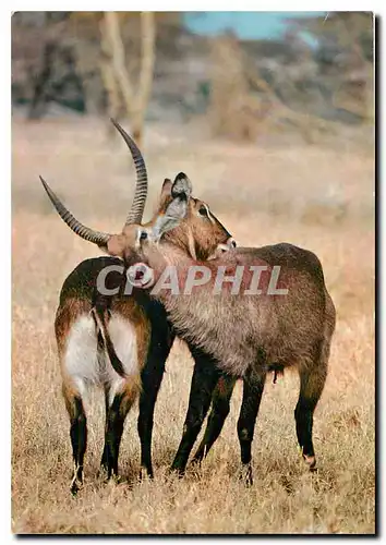 Moderne Karte Faune Africaine Antilopes