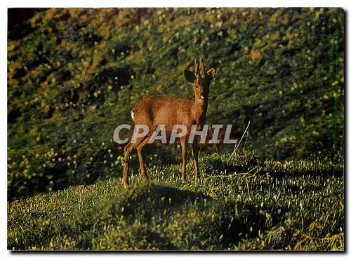 Cartes postales moderne Rehbock Chevreuil Roebuck