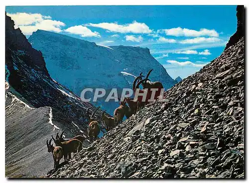 Cartes postales moderne Steinwild am Grossiglockner Engstliggrat und Wildstrubel