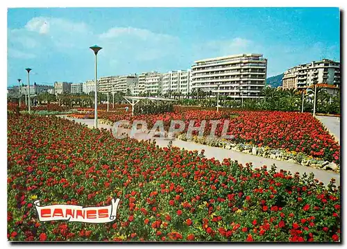 Cartes postales moderne Cannes Cote d'azur Fleurie