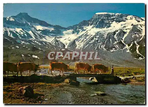Cartes postales moderne Alpaufzug Steghorn Wildstrubel