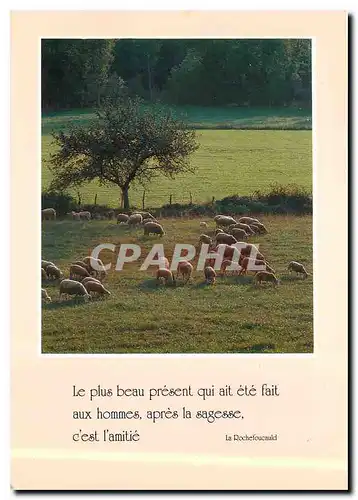 Cartes postales moderne Moutons LA Rochefoucauld