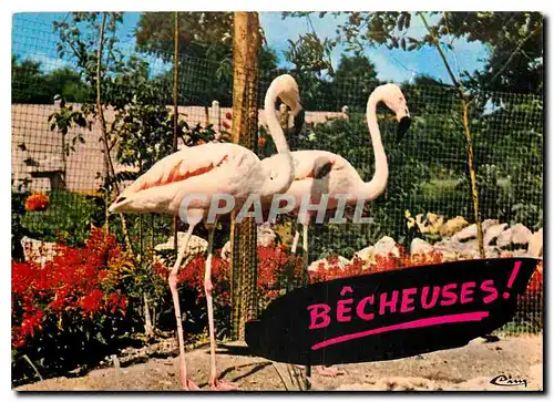 Moderne Karte Animaux Humoristiques Flamants roses