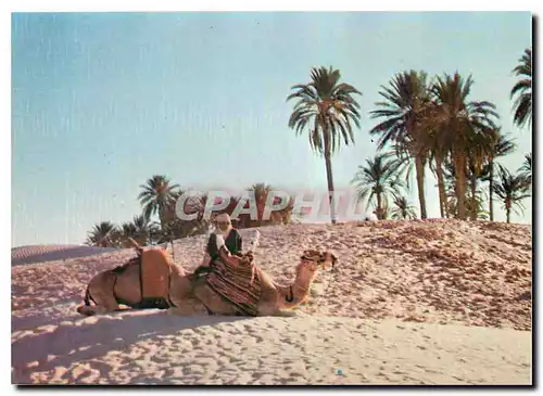 Cartes postales moderne Sud Tunisien