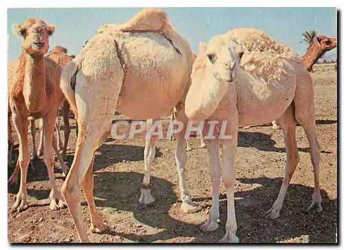 Cartes postales moderne Tunisie Troupeau de Chameaux