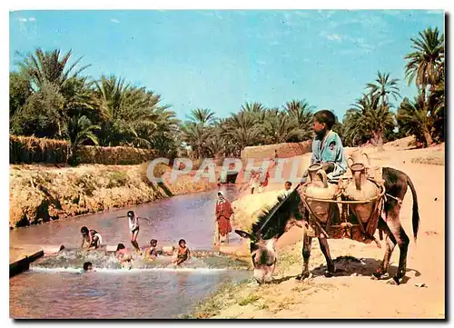 Cartes postales moderne Tozeur Les Oasis