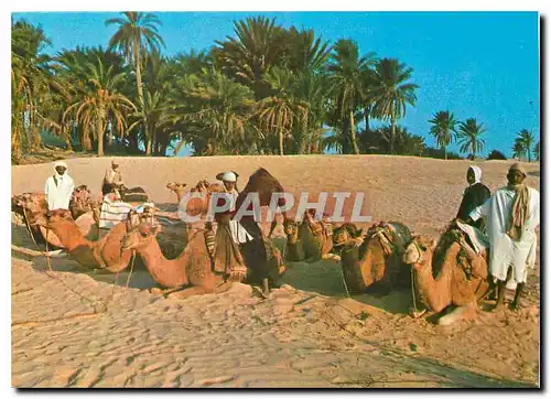 Cartes postales moderne Tunisie Dunes