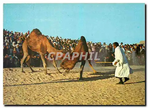 Cartes postales moderne Sud Tunisien Combat de Chameaux