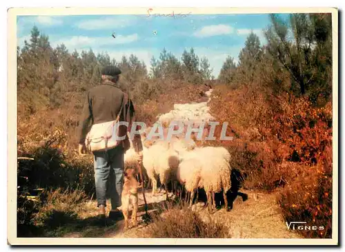 Cartes postales moderne Visage des Landes Retour du tropeau a la bergerie