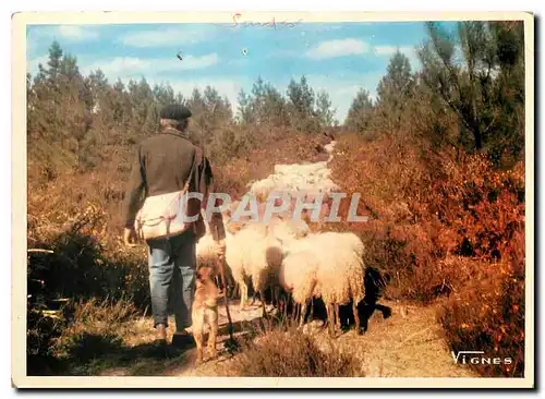 Moderne Karte Visage des Landes Retour du tropeau a la bergerie