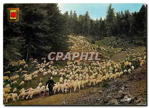 Cartes postales moderne Retour de la transhumance Moutons