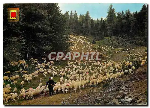 Moderne Karte Retour de la transhumance Moutons