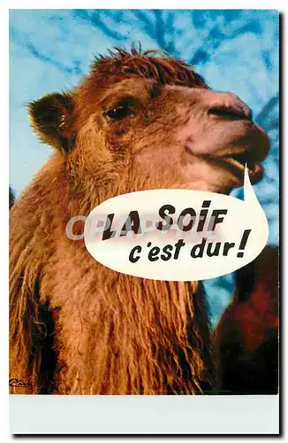 Cartes postales moderne Animaux Humoristiques Chameau