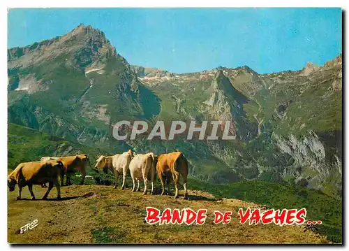 Cartes postales moderne Bande de Vaches