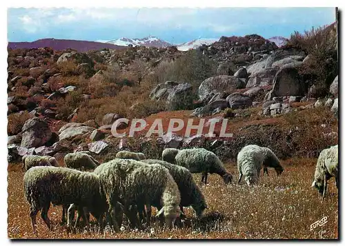 Moderne Karte La Cerdagne Moutons dans les Chaos de Targasonne