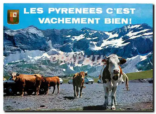 Cartes postales moderne Lumiere et Couleurs des Pyrenees Vallee de Heas Cirque de Troumouse Vaches