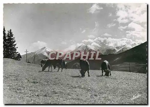 Moderne Karte Paturages en Cerdagne Vaches