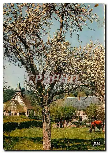 Cartes postales moderne La Normandie Paysage normand et Pommiers en fleurs