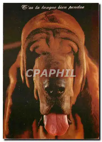 Cartes postales moderne Debile t'as la langue bien pendue Chien