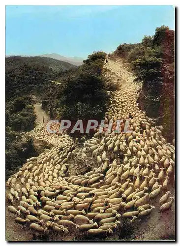 Cartes postales moderne Images de France La Transhumance Moutons